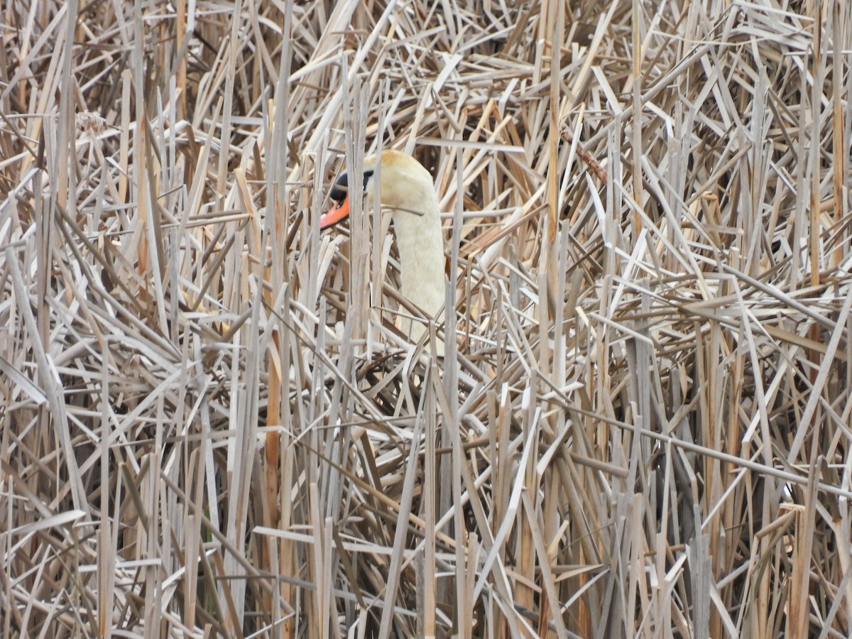 Cygne tuberculé - ML618001420