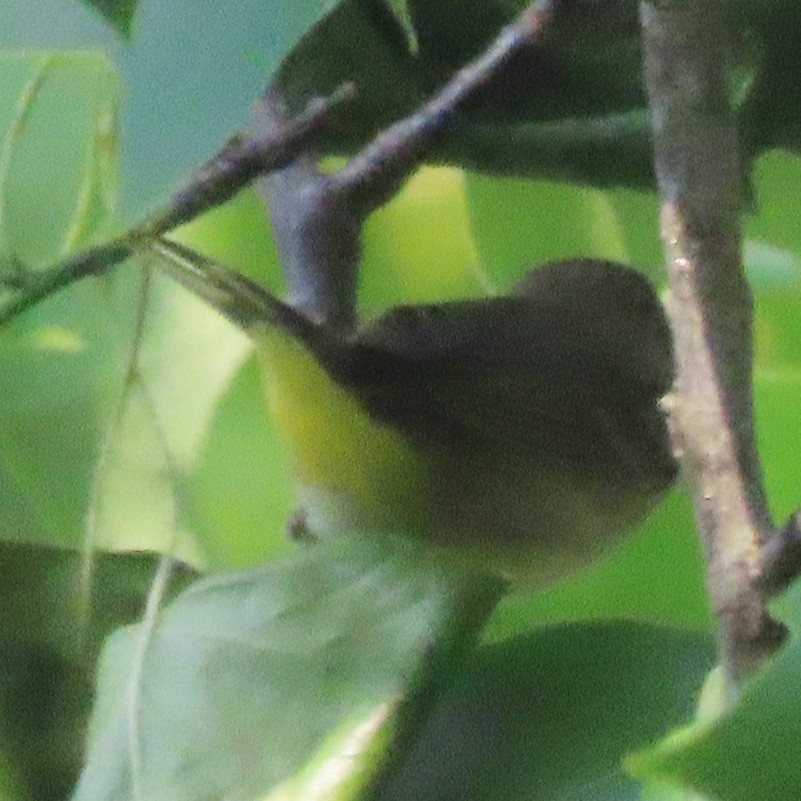 Palm Warbler - b gruff