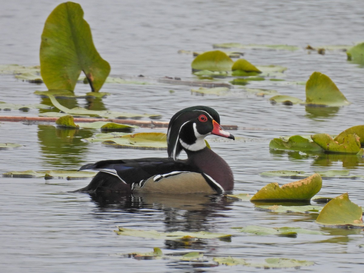 Wood Duck - ML618001422