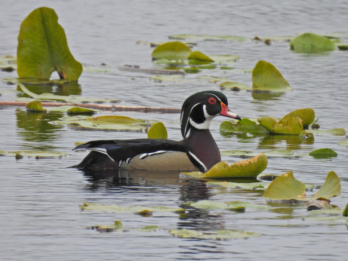 Wood Duck - ML618001424