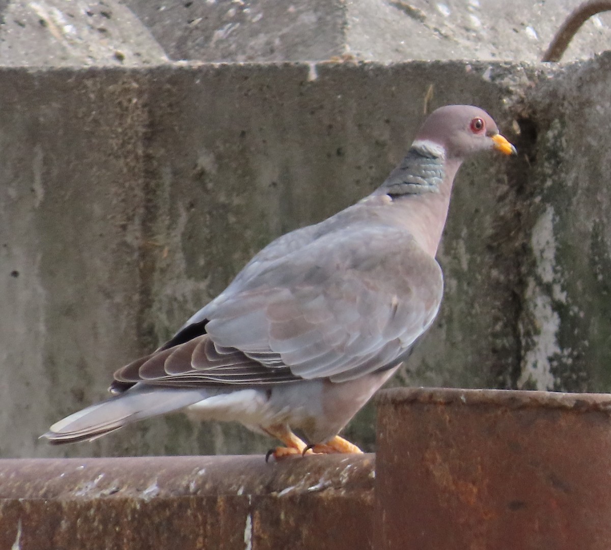 Pigeon à queue barrée - ML618001430