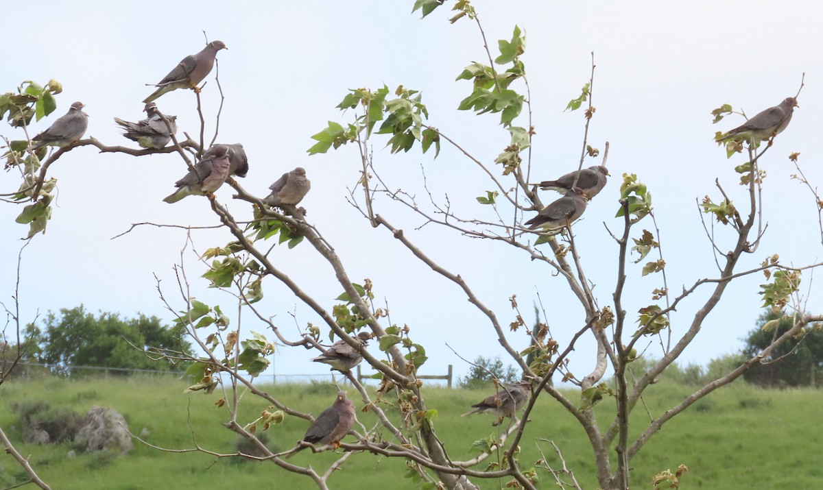 Band-tailed Pigeon - ML618001435