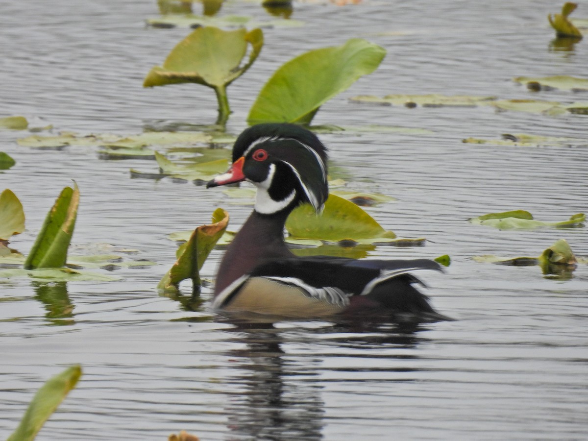 Wood Duck - ML618001439