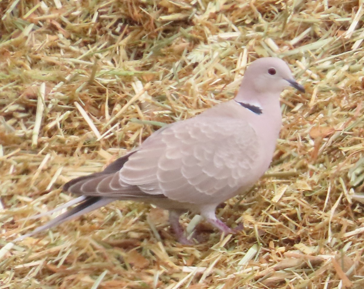 Eurasian Collared-Dove - ML618001457