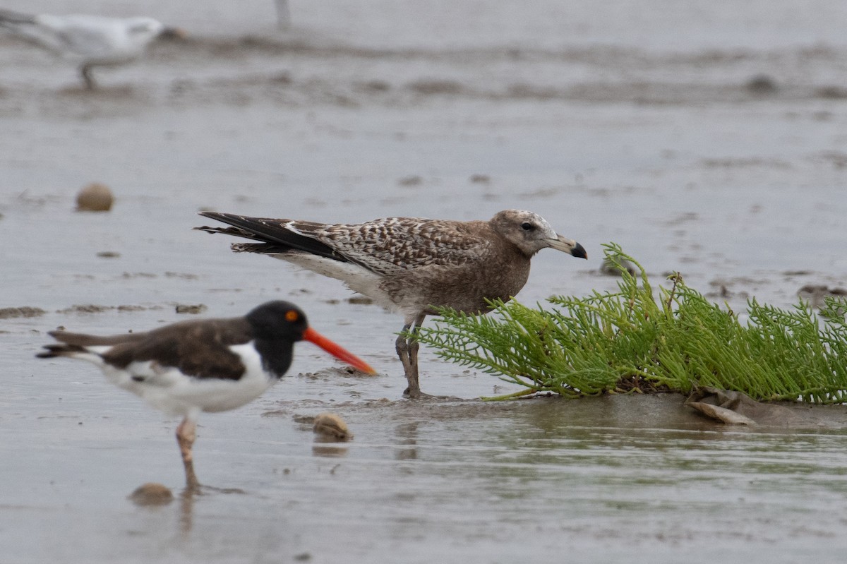 Olrog's Gull - John C. Mittermeier