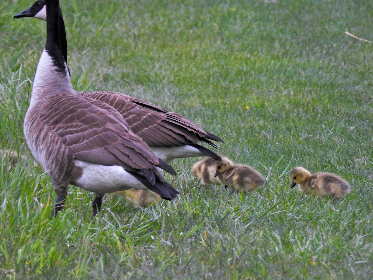 Canada Goose - ML618001467