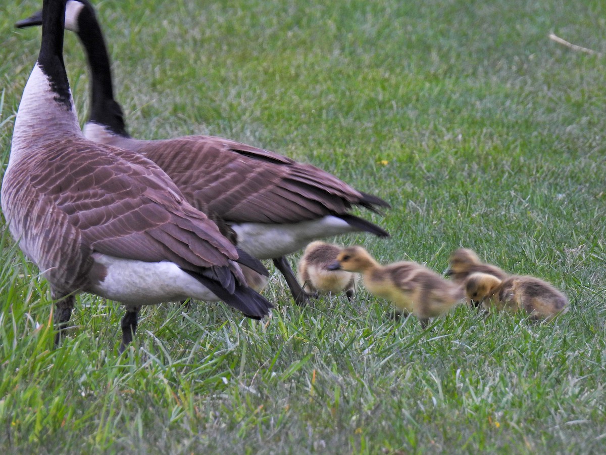 Canada Goose - ML618001469