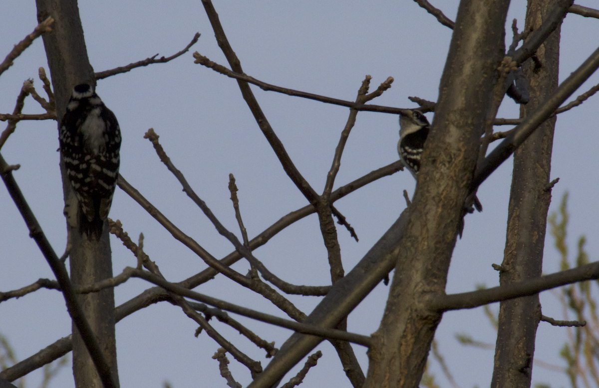 Downy Woodpecker - Learning Landon