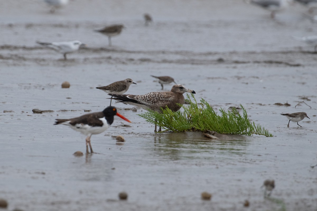 Olrog's Gull - John C. Mittermeier