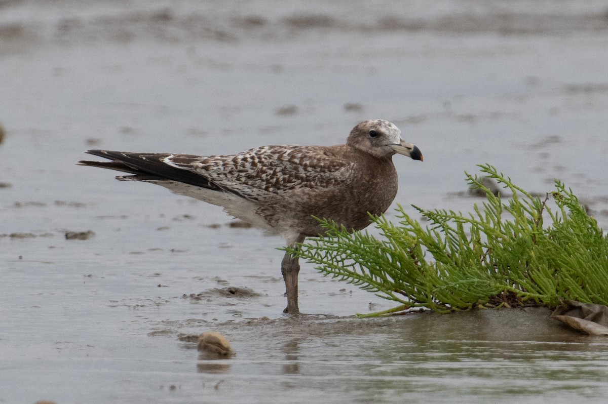 Olrog's Gull - John C. Mittermeier