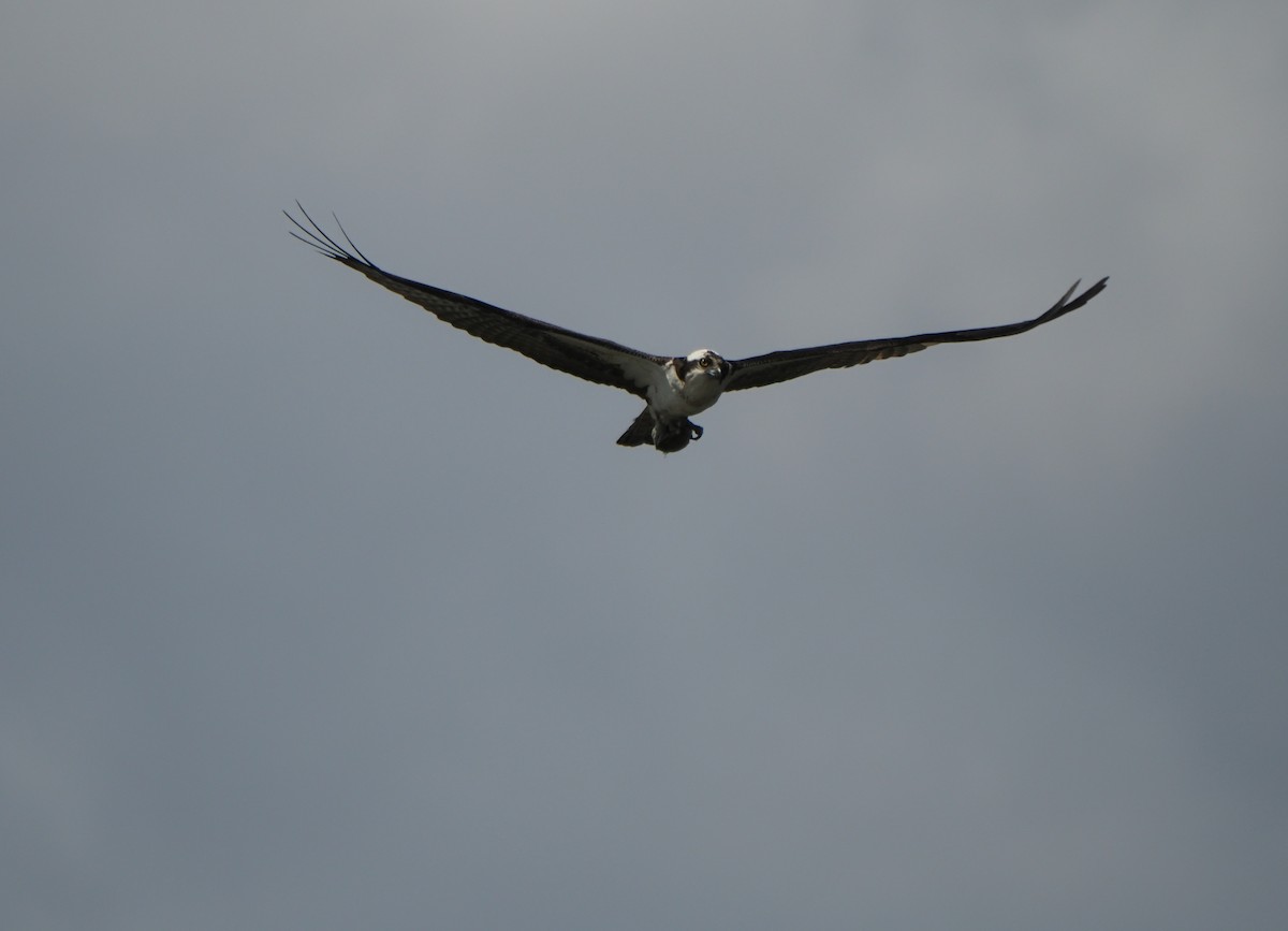 Osprey - Edmond & Elza Cheng