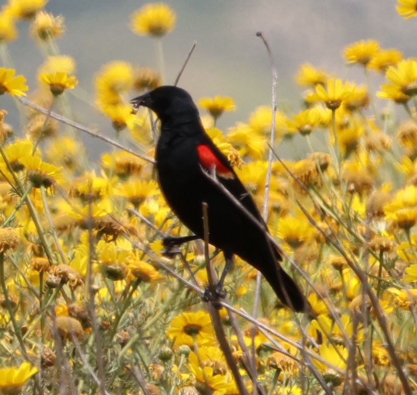 Red-winged Blackbird - ML618001542