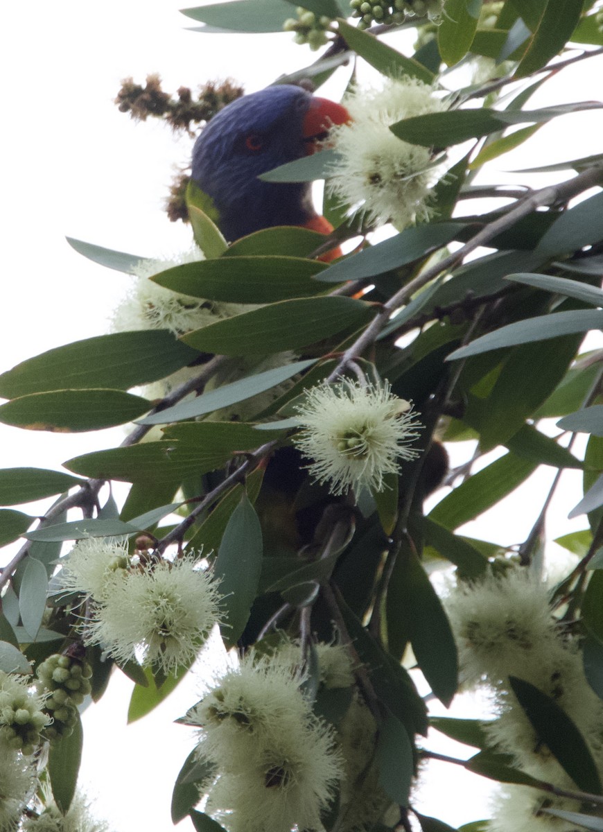 Rainbow Lorikeet - ML618001543