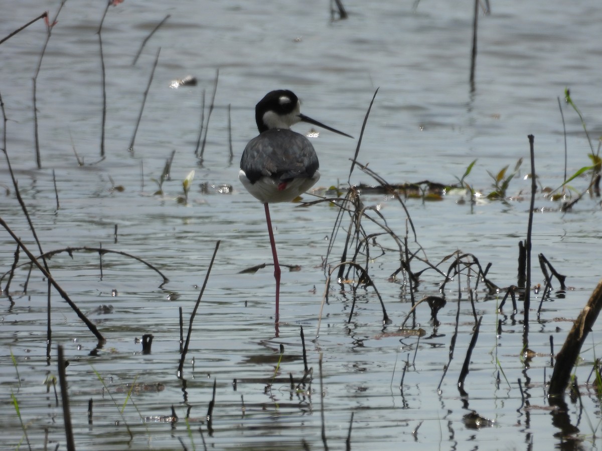 Black-necked Stilt - Paolo Matteucci