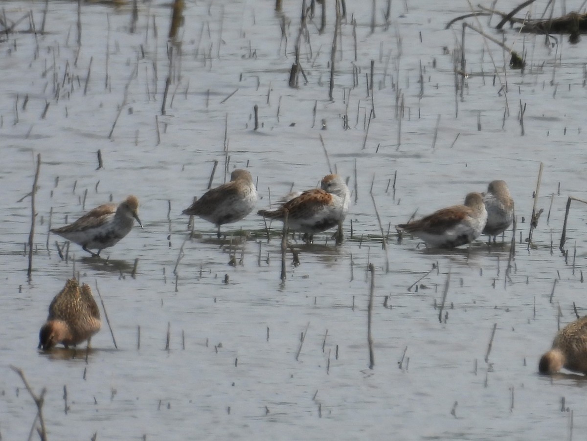 Dunlin - Paolo Matteucci