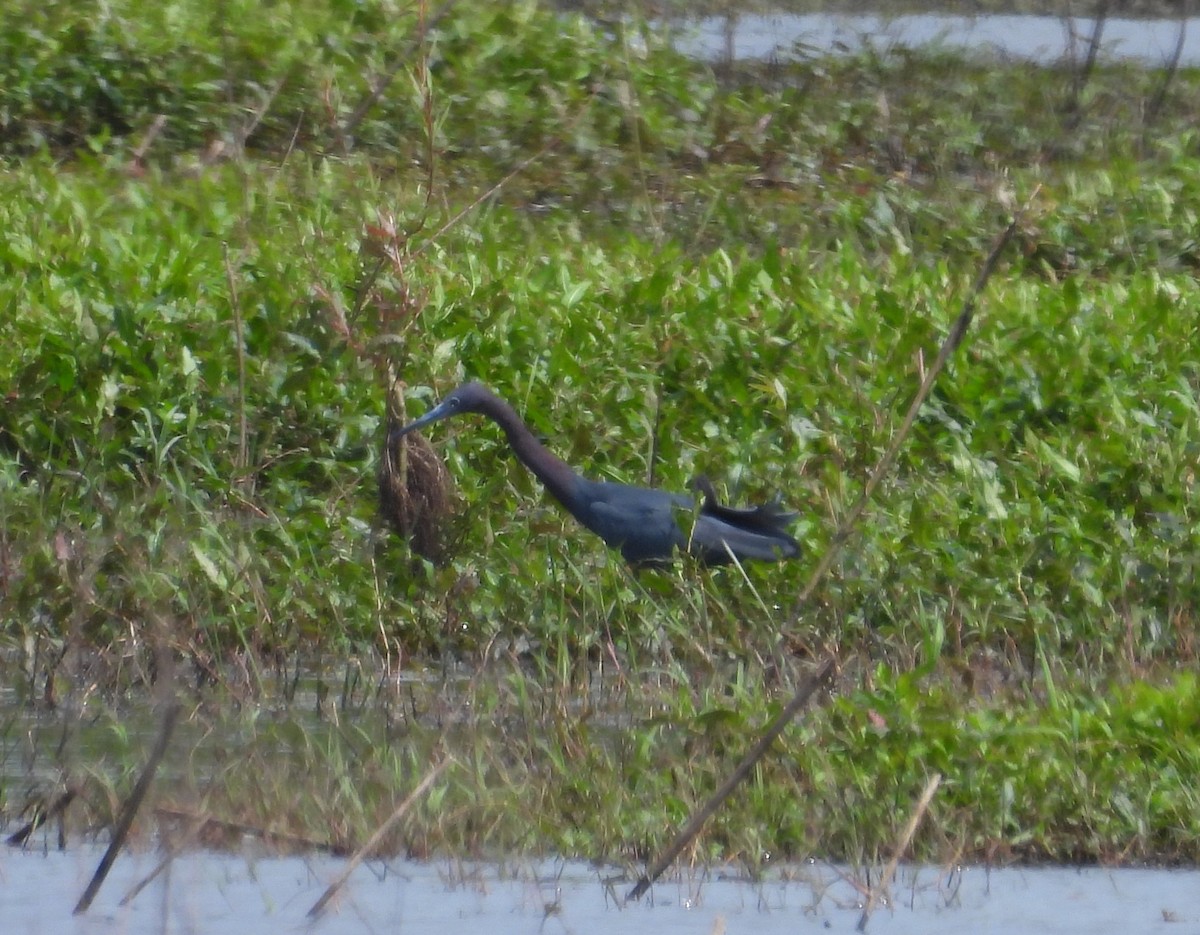 Little Blue Heron - ML618001556