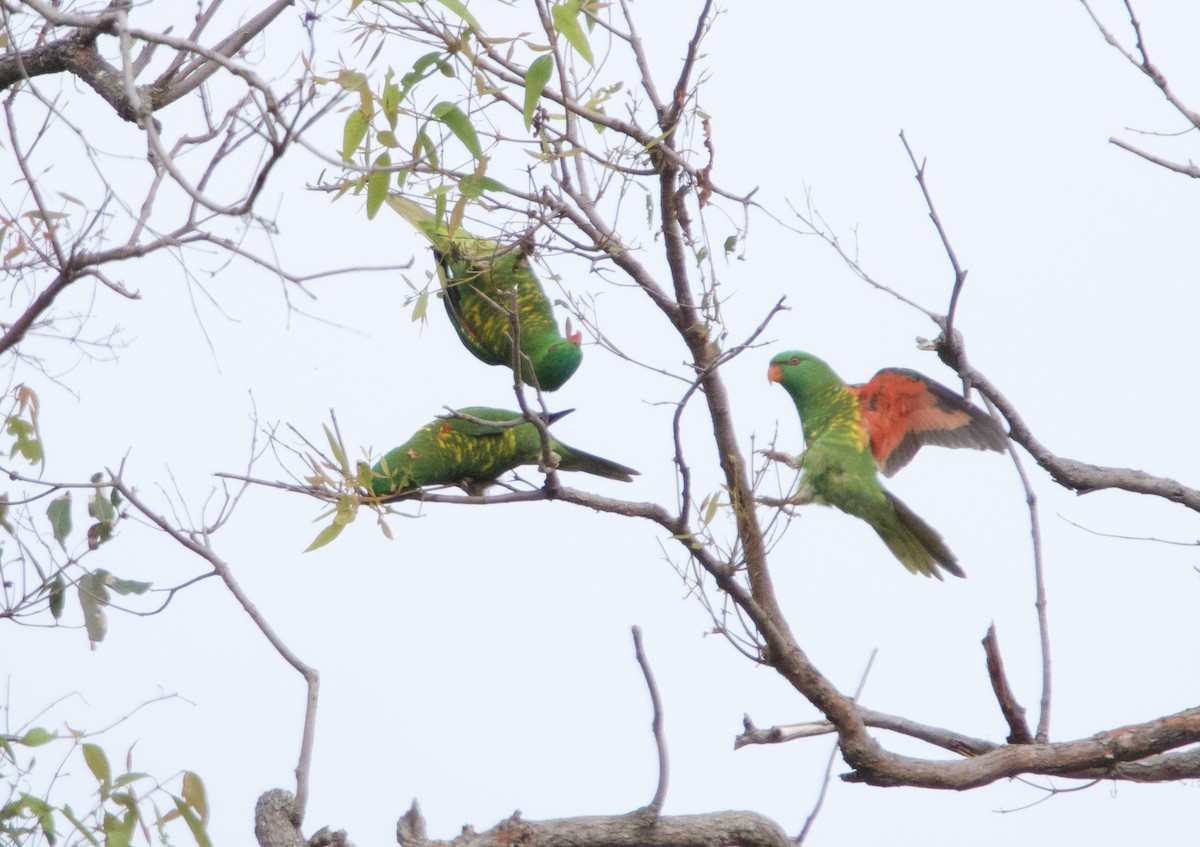 Scaly-breasted Lorikeet - ML618001558