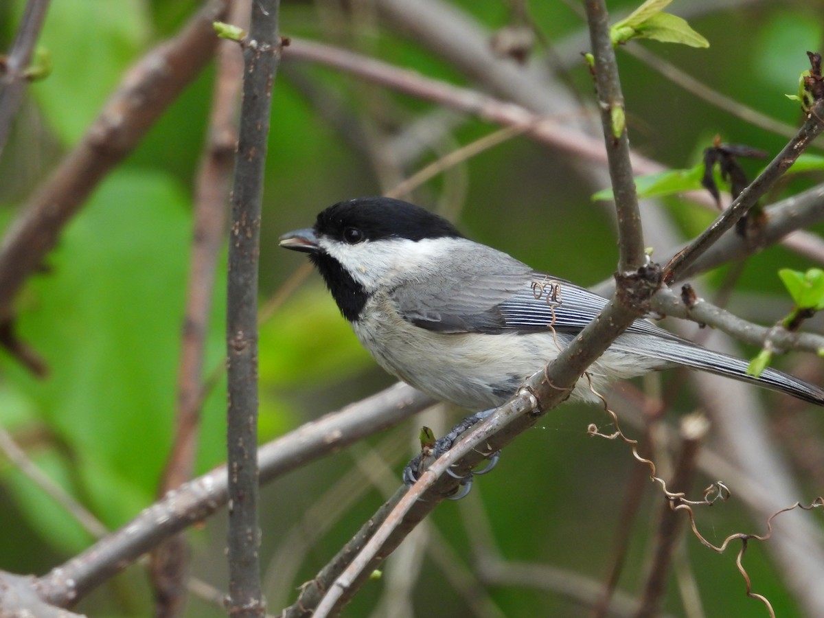 Carolina Chickadee - ML618001562