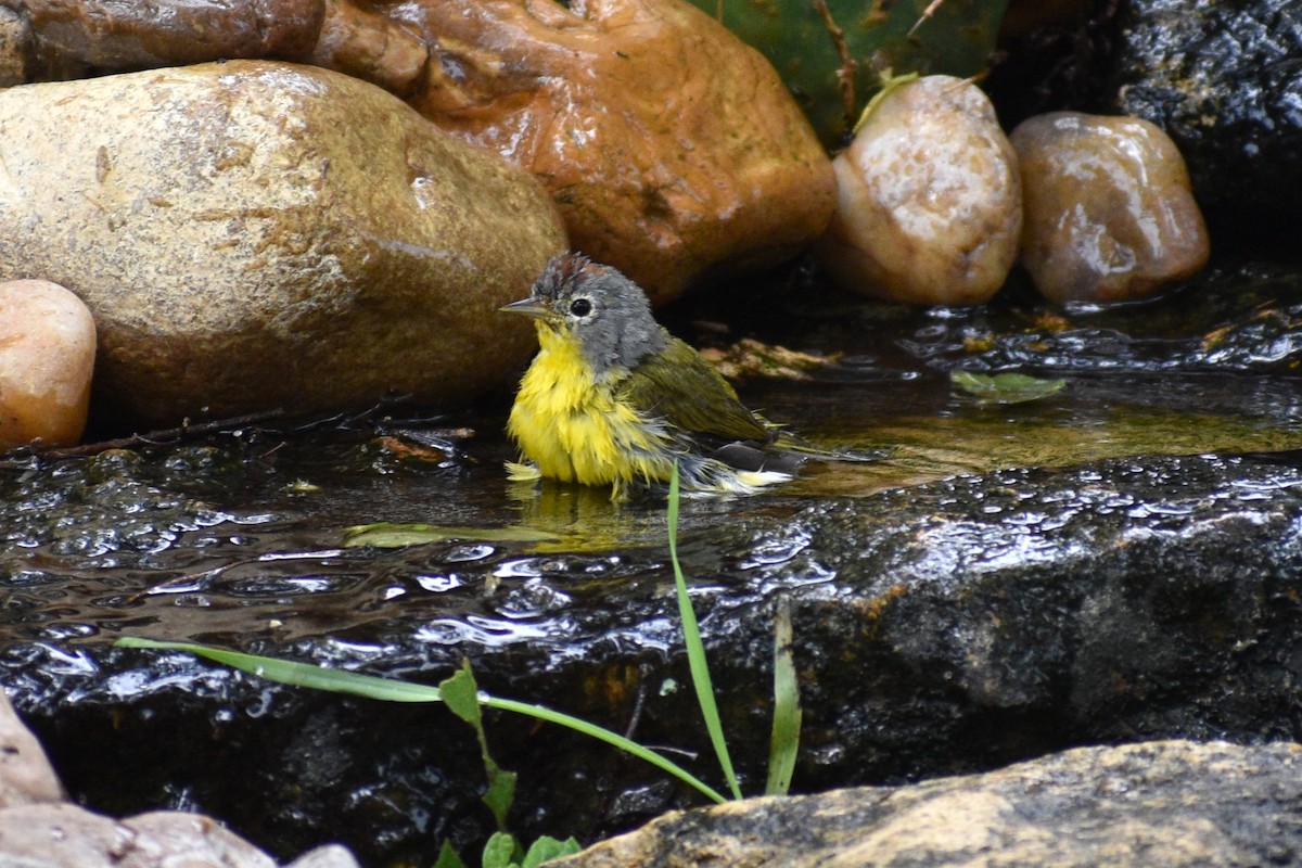 Rubinfleck-Waldsänger - ML618001572