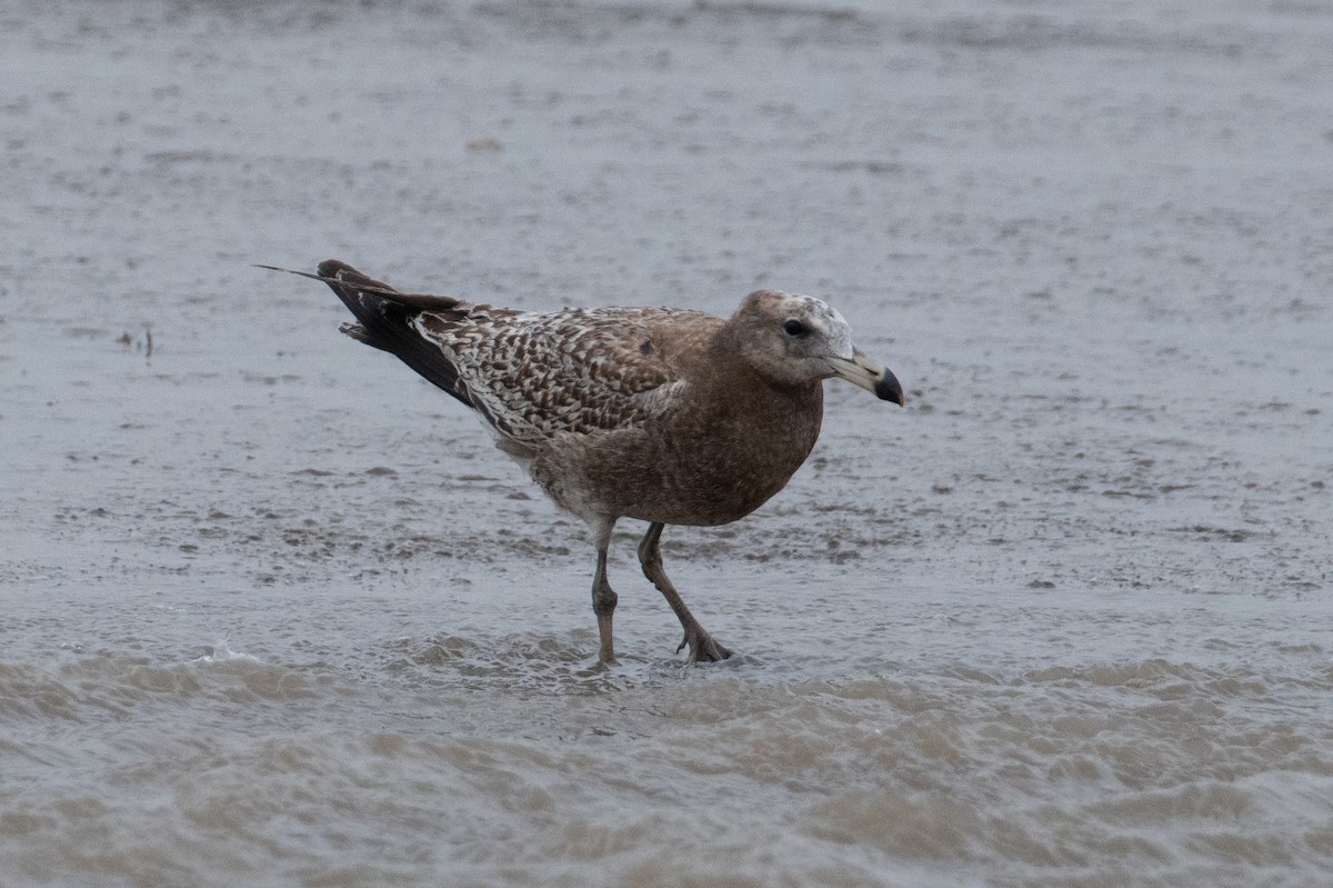 Olrog's Gull - John C. Mittermeier