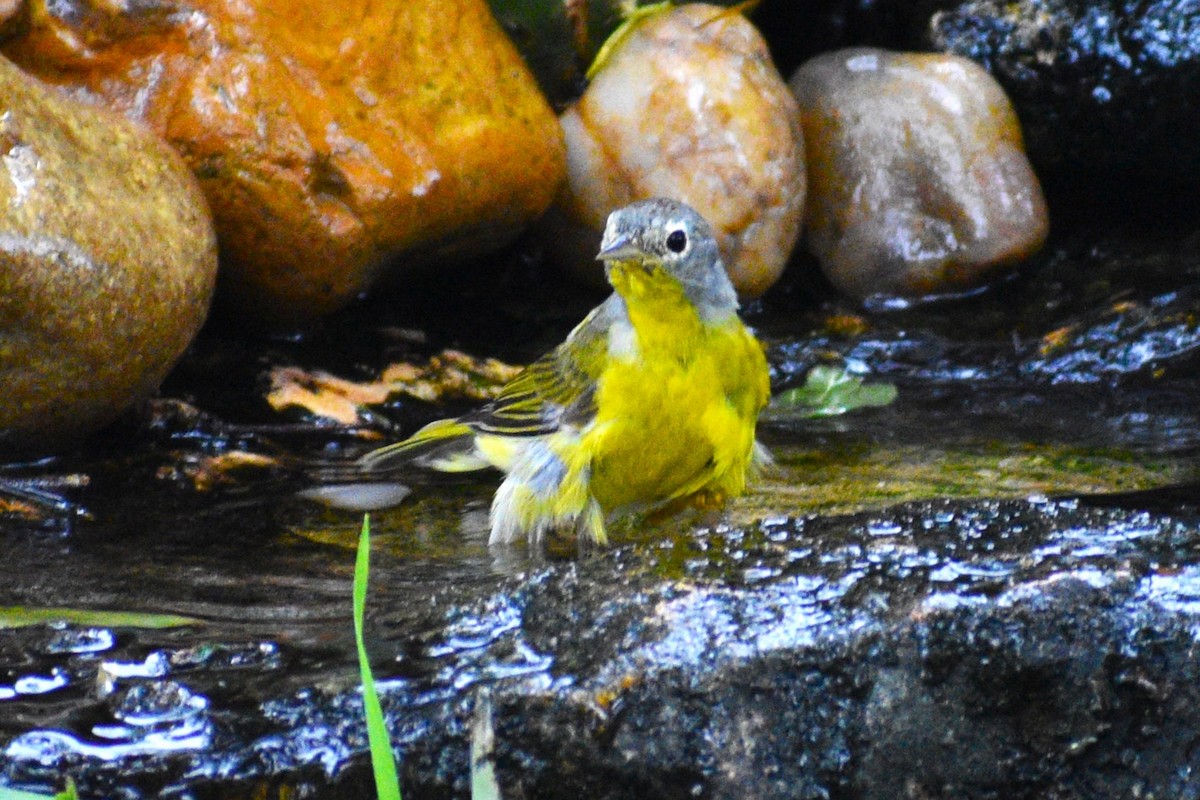 Rubinfleck-Waldsänger - ML618001608