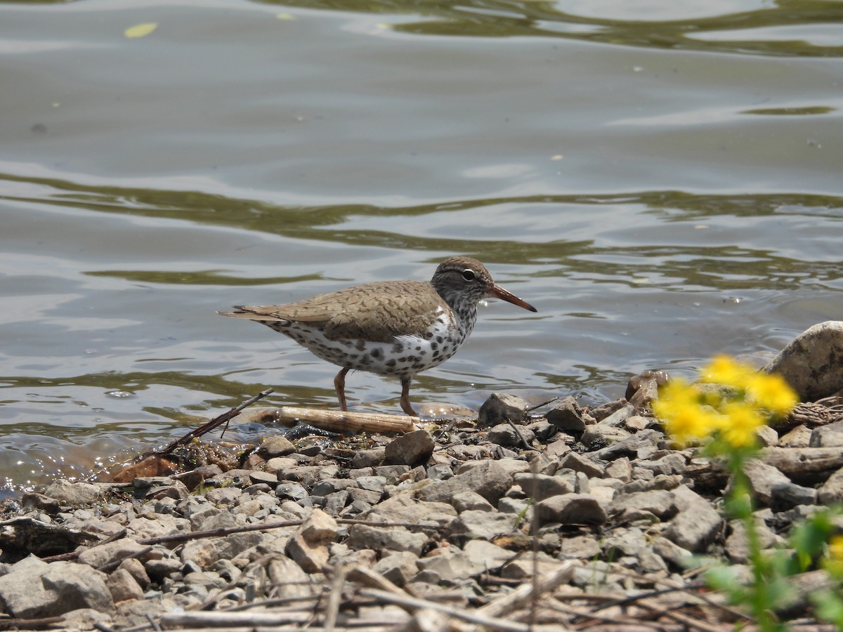 Spotted Sandpiper - ML618001610