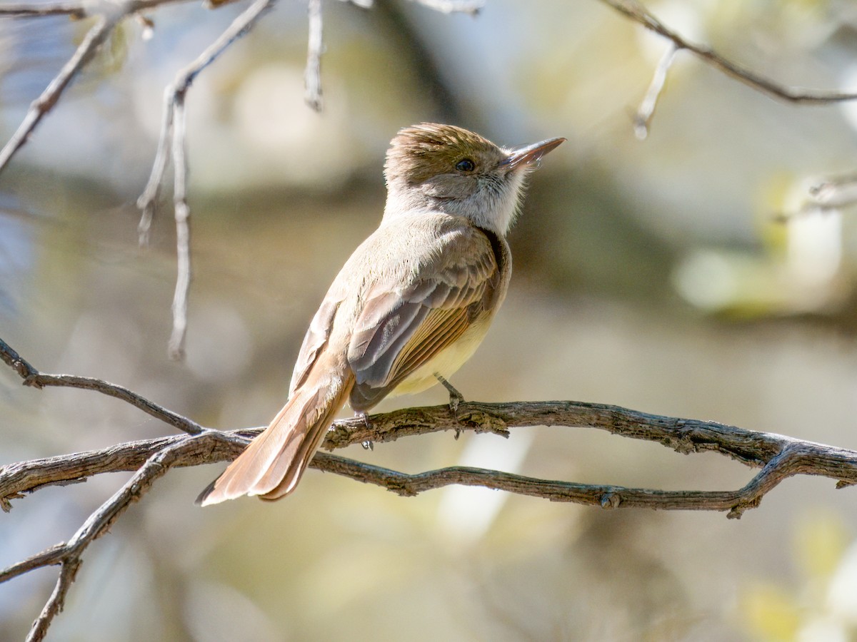 Dusky-capped Flycatcher - ML618001650