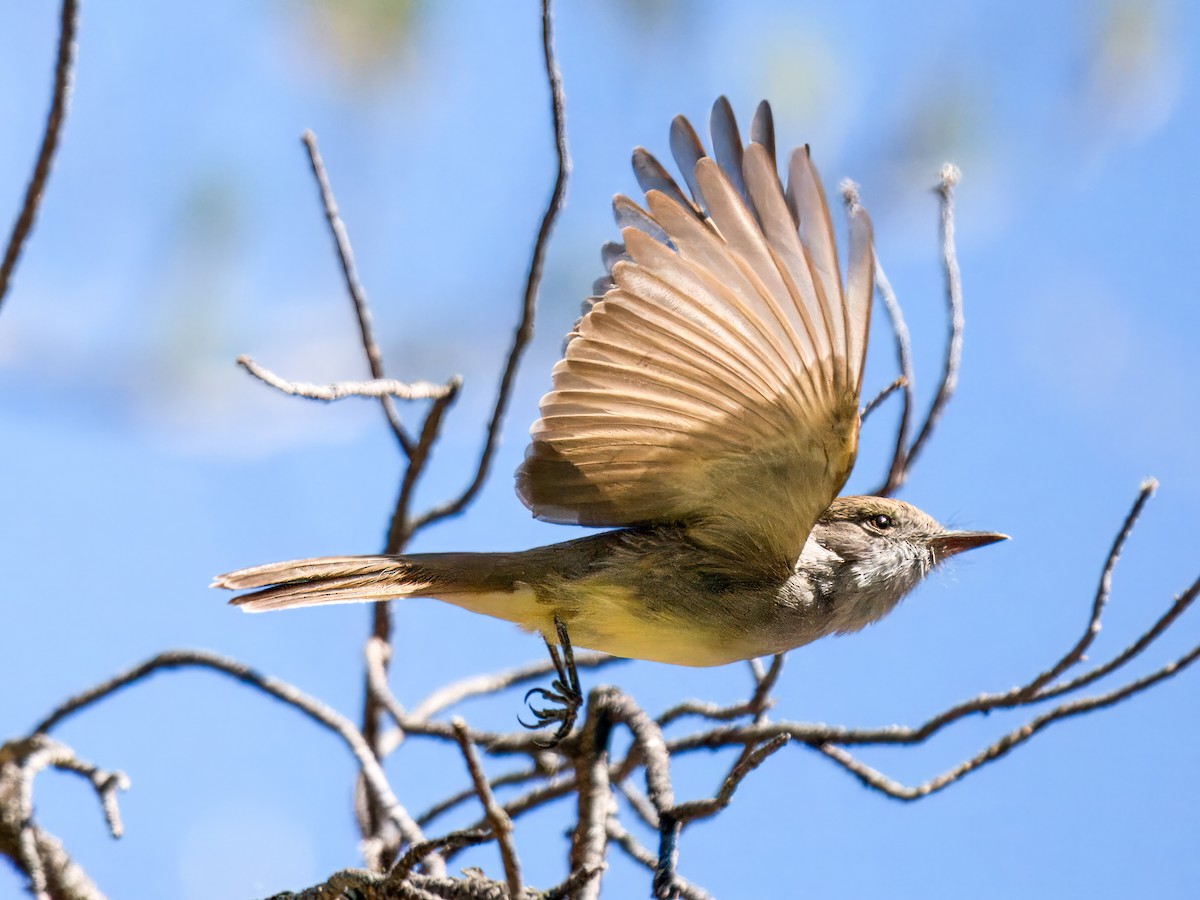 Dusky-capped Flycatcher - ML618001661