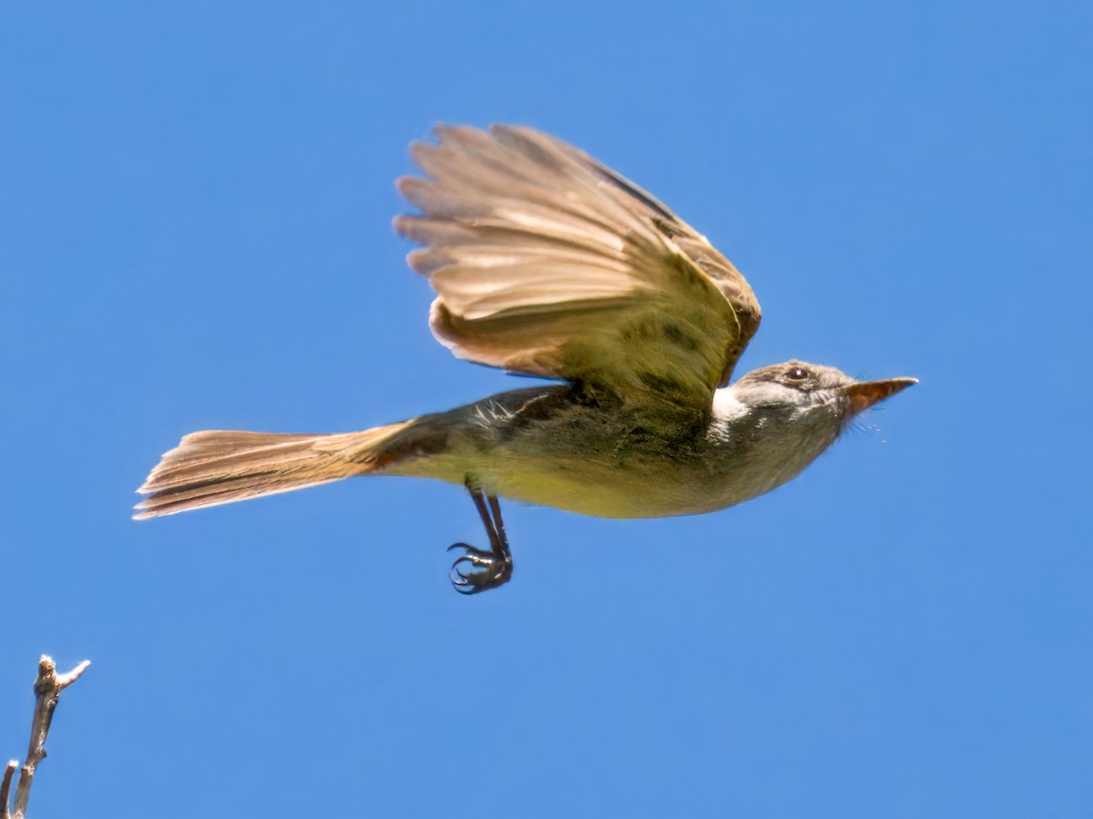 Dusky-capped Flycatcher - ML618001682