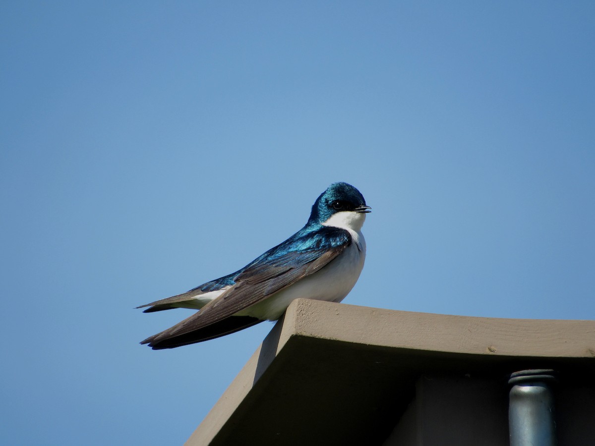 Tree Swallow - Joseph Pumford