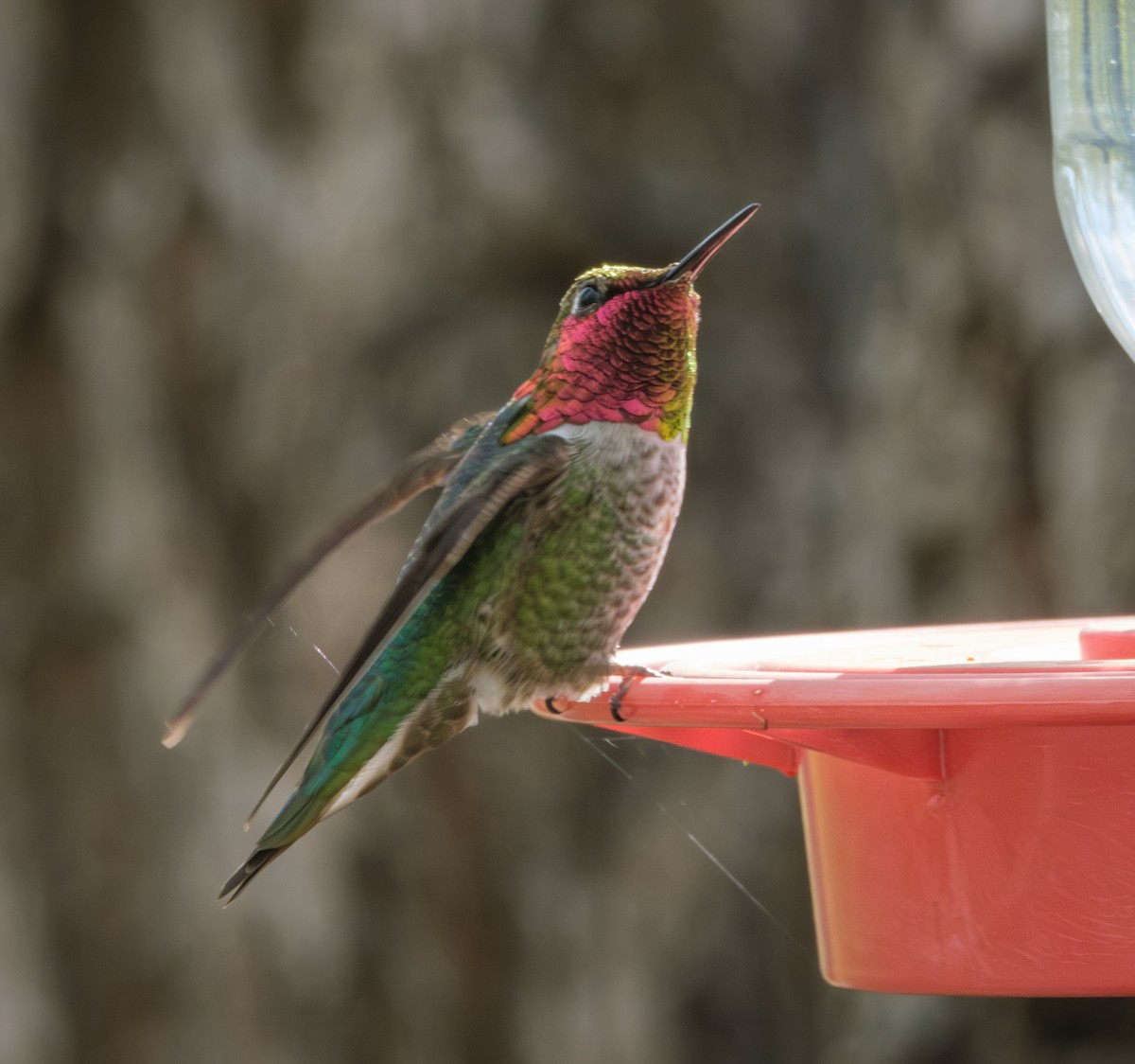 Anna's Hummingbird - ML618001701