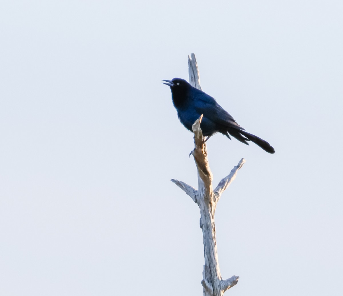 Boat-tailed Grackle - ML618001723