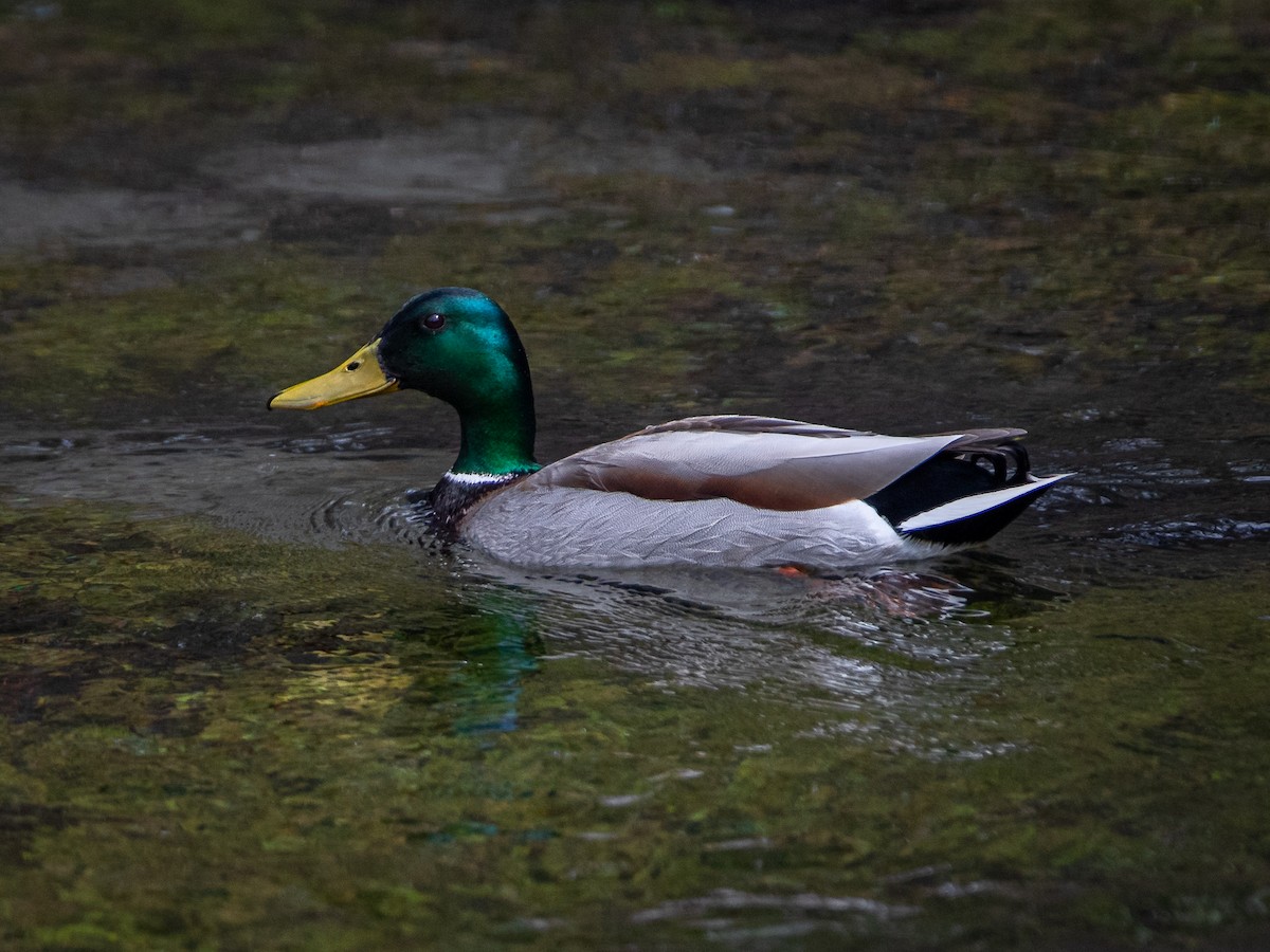 Mallard - bj worth