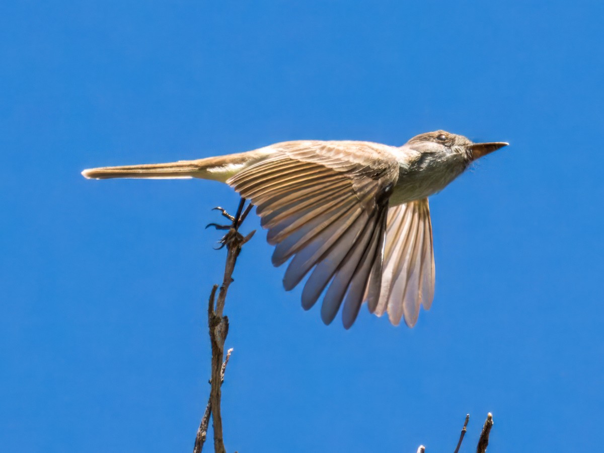 Dusky-capped Flycatcher - ML618001757