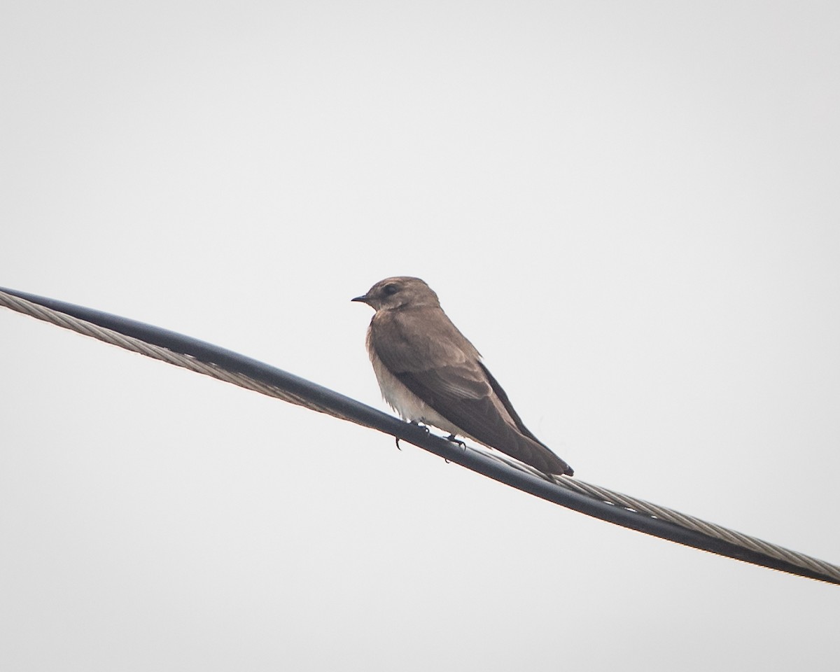 Northern Rough-winged Swallow - bj worth