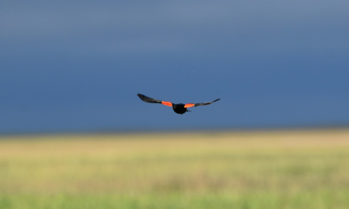 Red-winged Blackbird - ML618001776