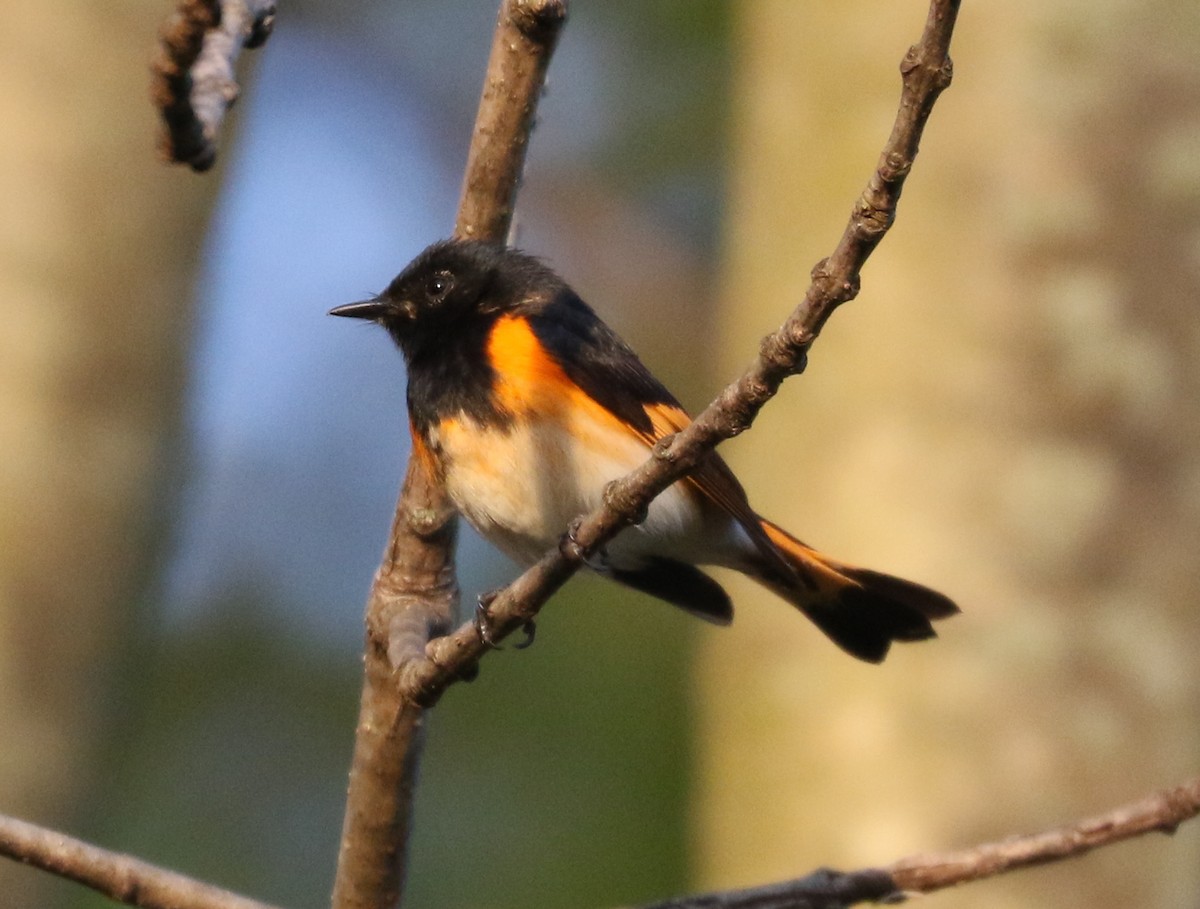 American Redstart - Bobby Brown