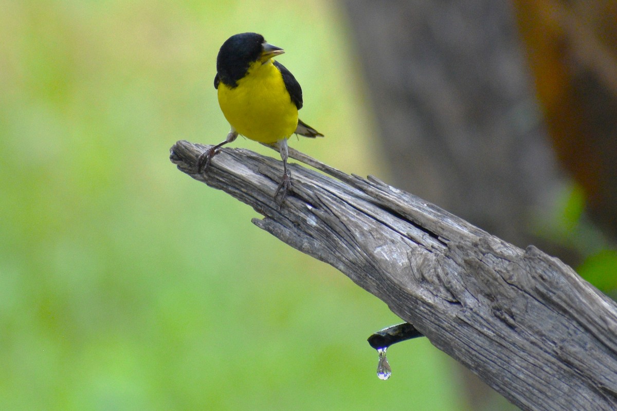 Lesser Goldfinch - ML618001818