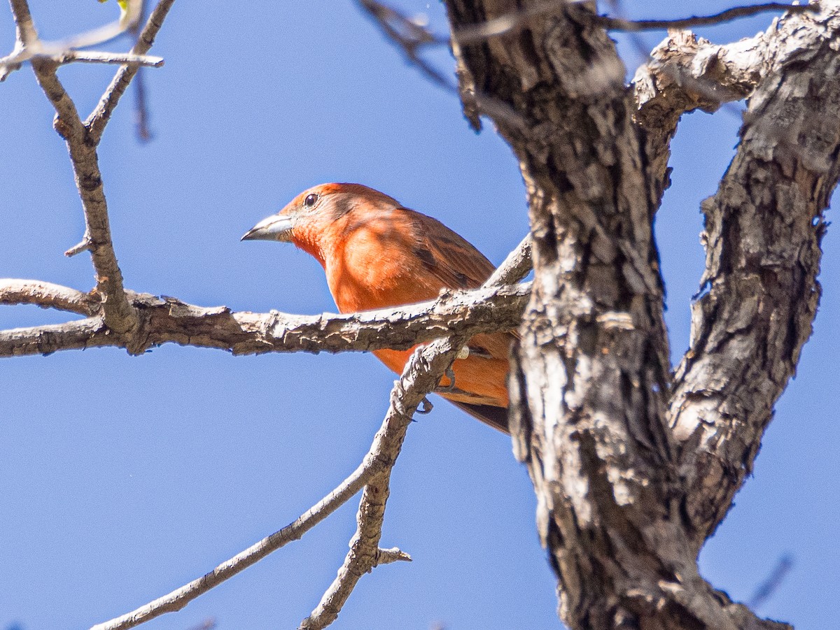 Hepatic Tanager - ML618001825