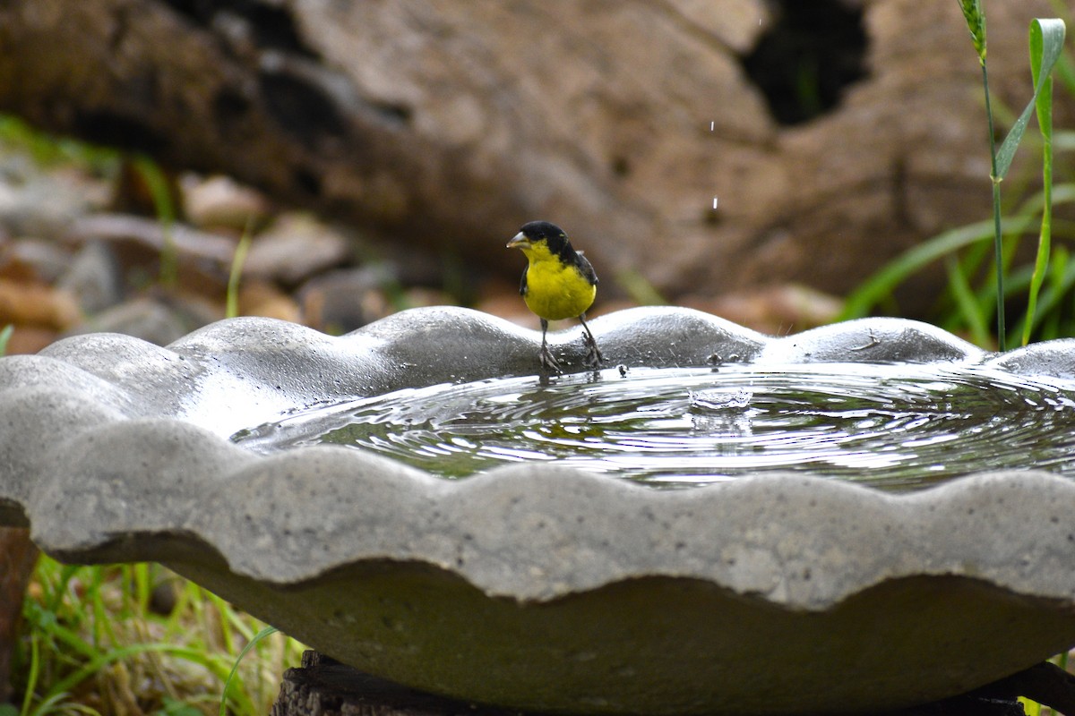 Lesser Goldfinch - ML618001878