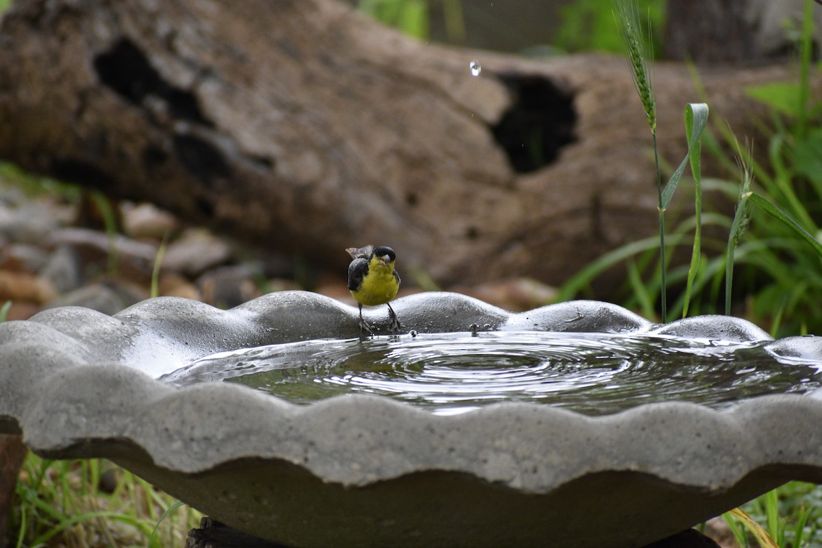 Lesser Goldfinch - ML618001879