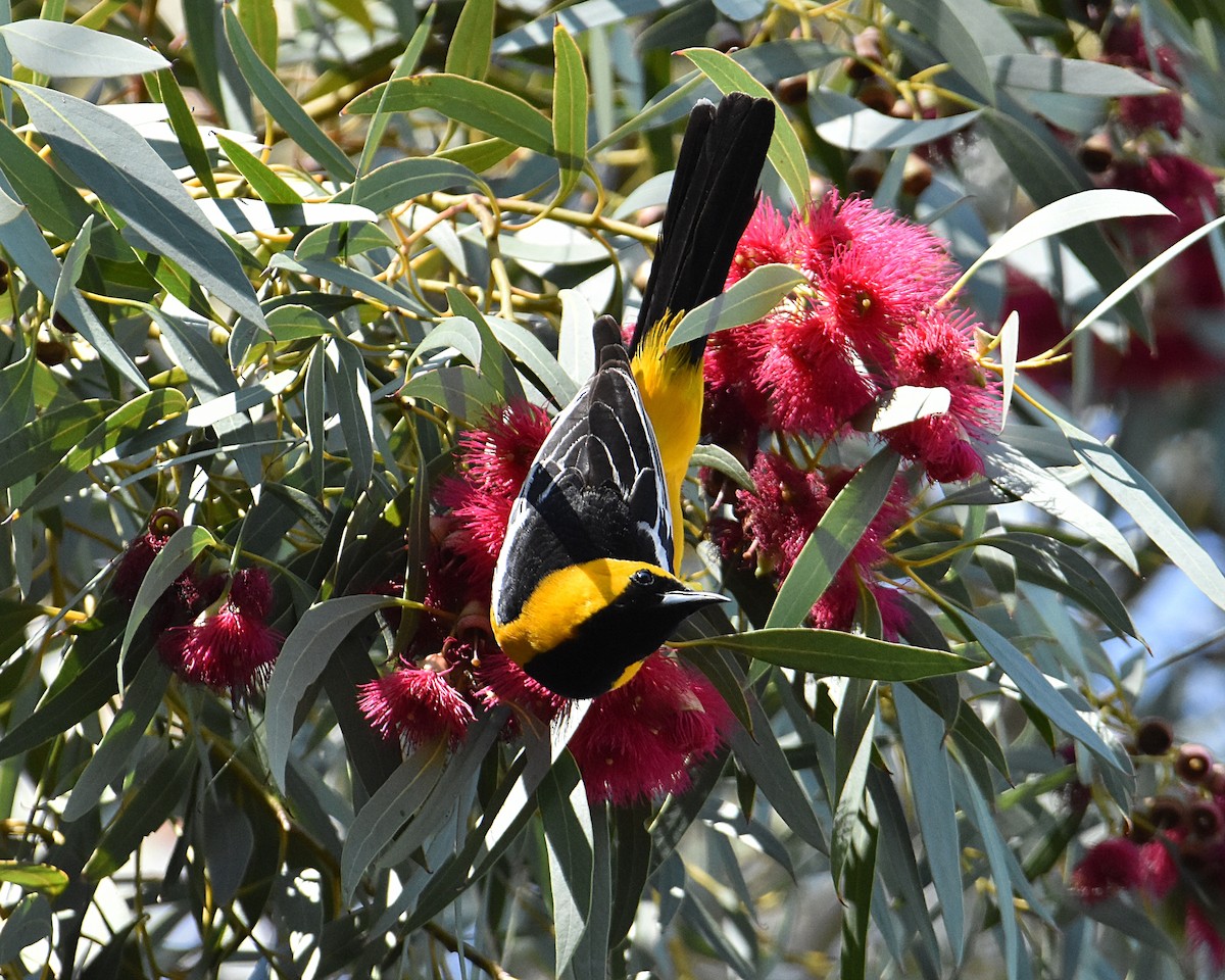 Hooded Oriole - Brian Hicks