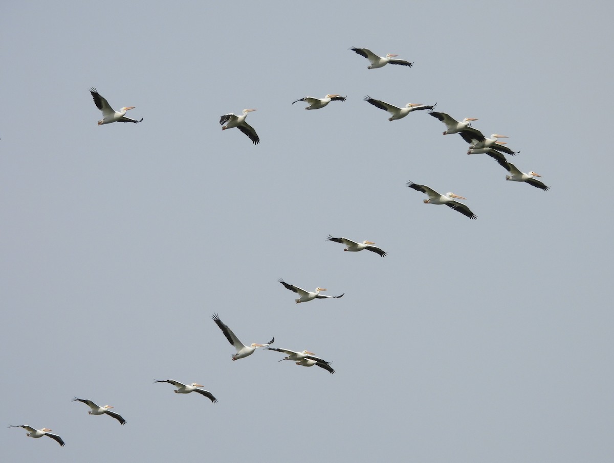 American White Pelican - ML618002005