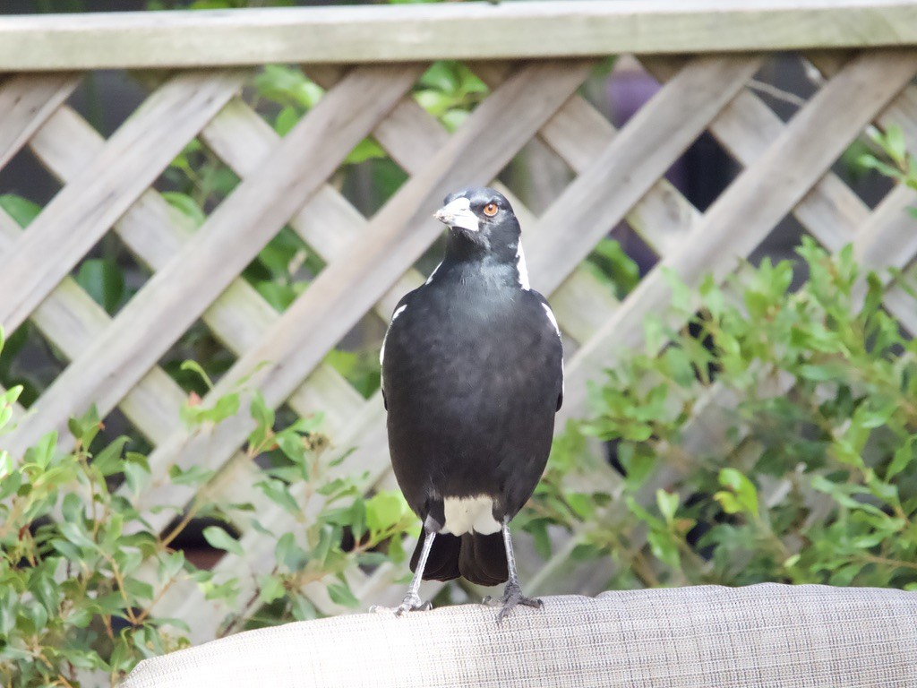 Australian Magpie - Yvonne van Netten