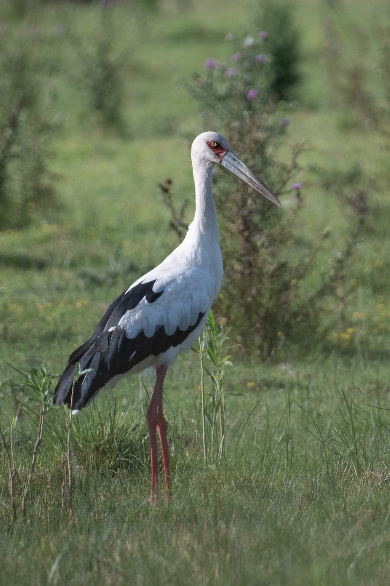 Maguari Stork - John C. Mittermeier