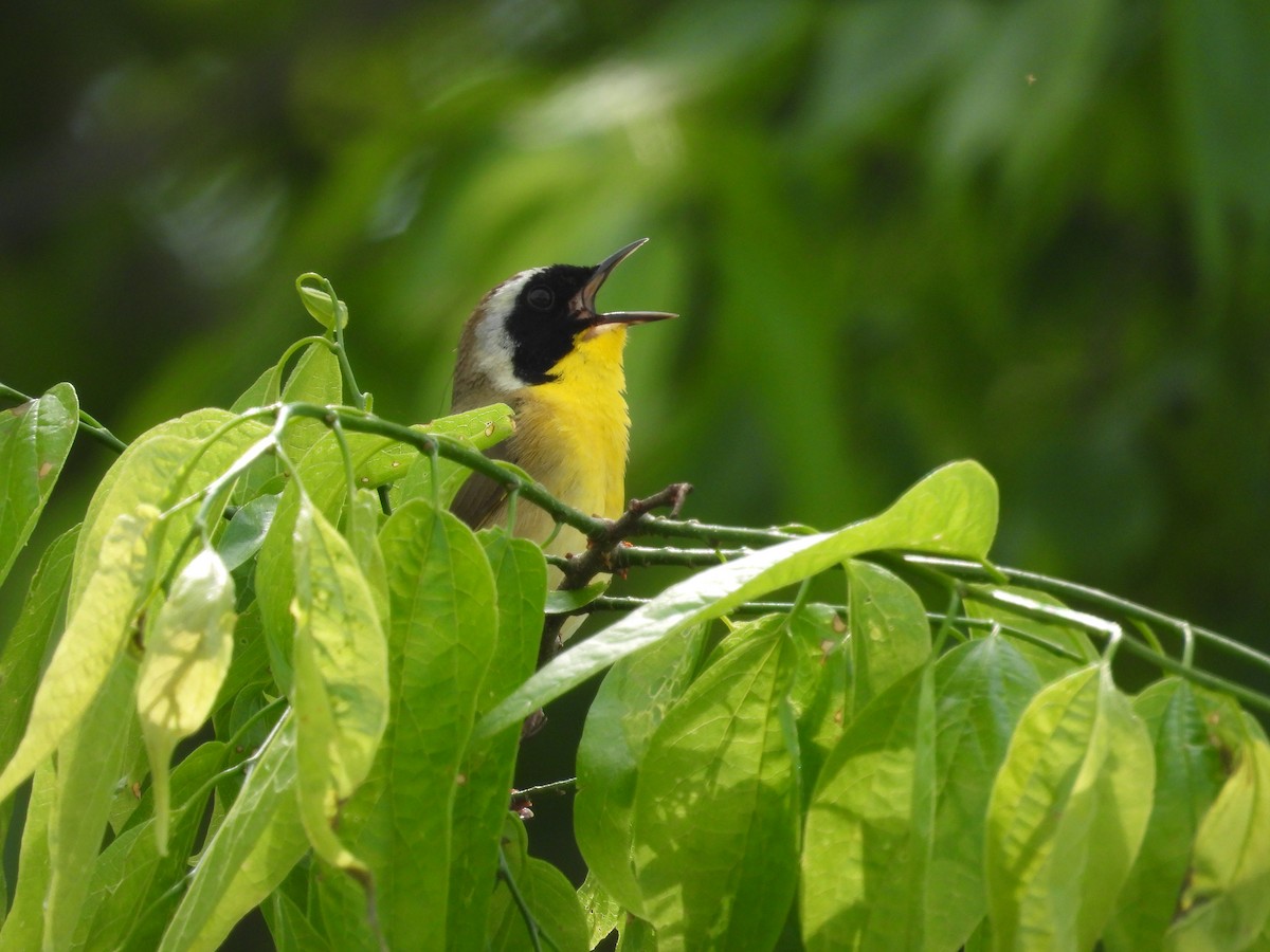 Common Yellowthroat - ML618002025