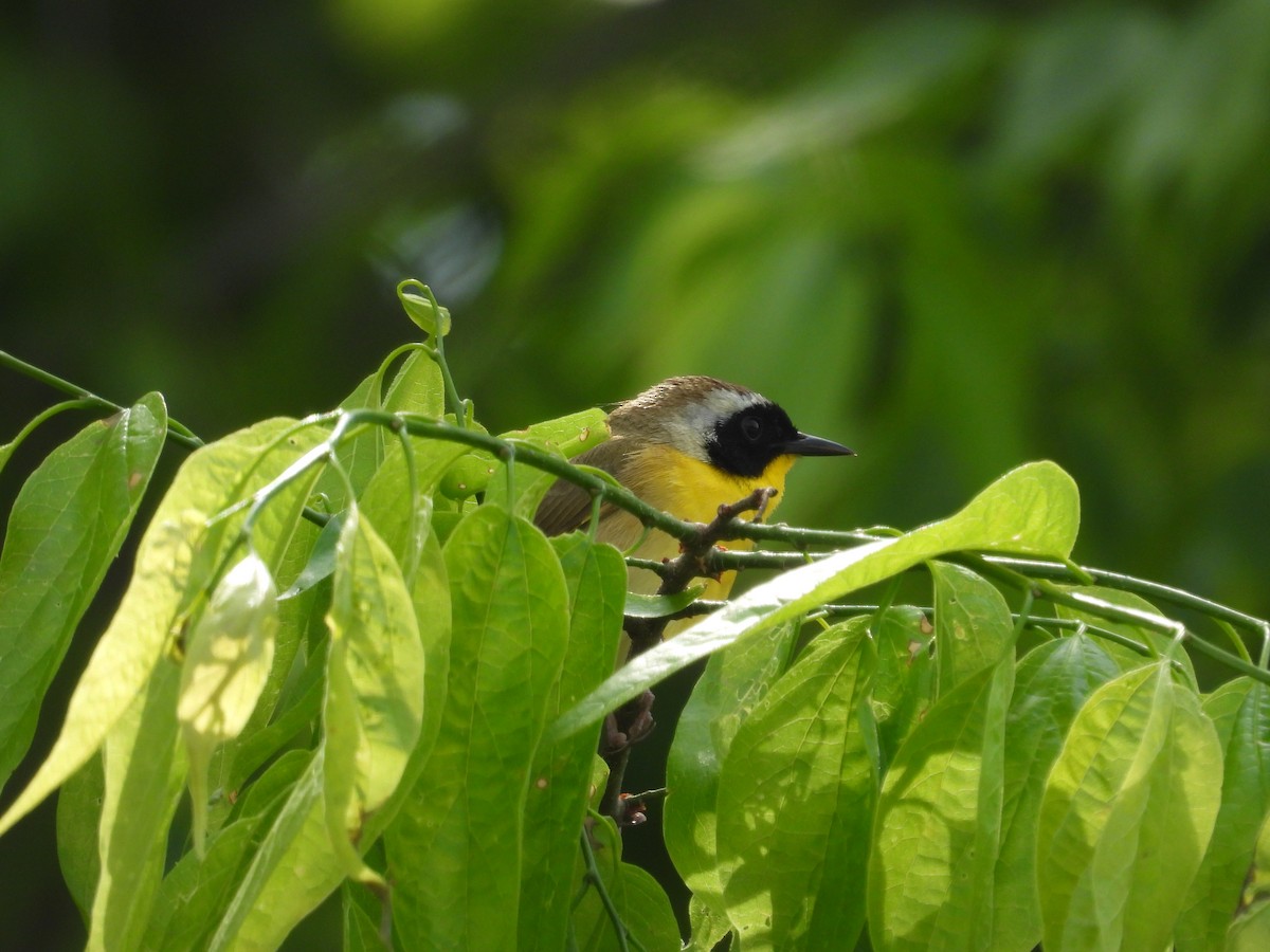 Common Yellowthroat - Paolo Matteucci