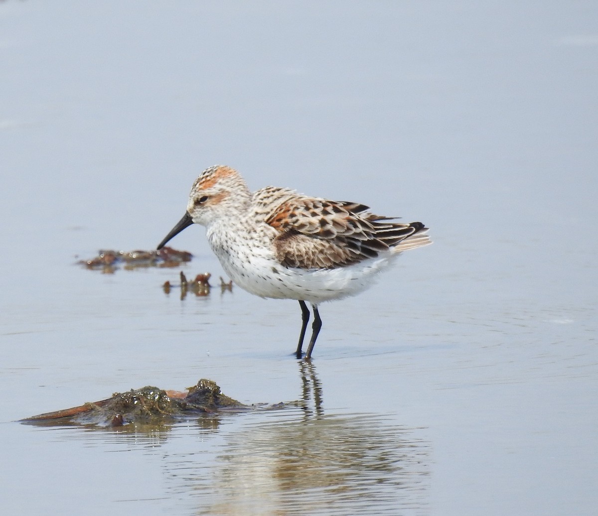 Bergstrandläufer - ML618002039