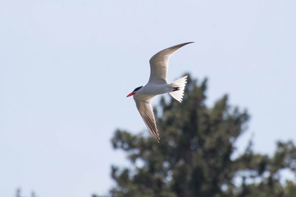 Caspian Tern - ML618002042