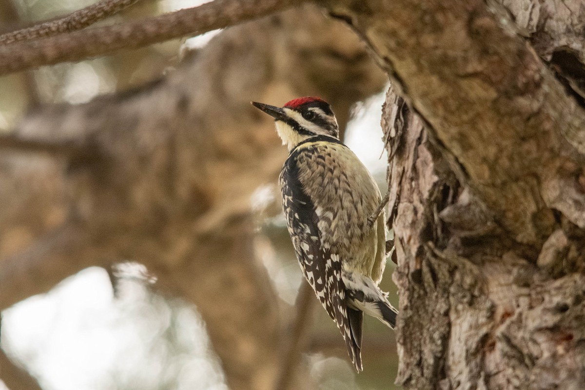 Yellow-bellied Sapsucker - ML618002063